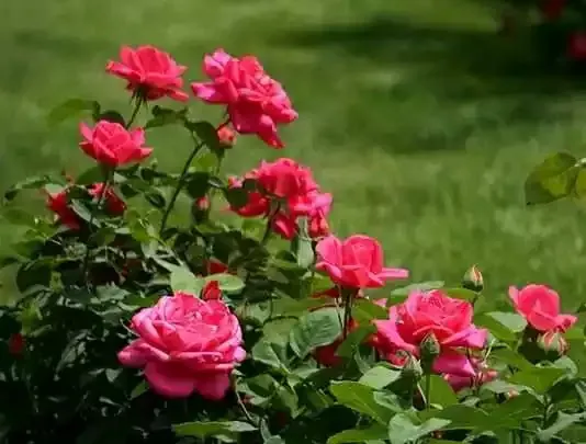 Willie's Taco Joint Tempe Picture 1