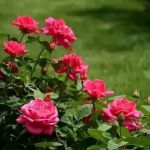 Willie's Taco Joint Tempe