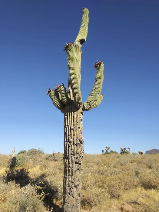 Burrito Express Picture 9