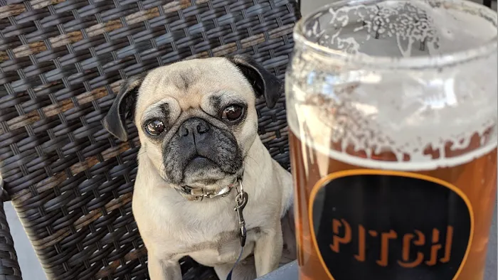 Pitch Scottsdale - Restaurant and Pizzeria Picture 1