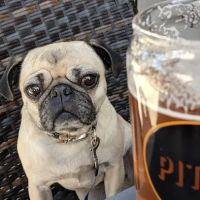 Pitch Scottsdale - Restaurant and Pizzeria ico