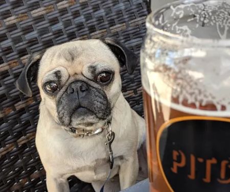 Pitch Scottsdale - Restaurant and Pizzeria