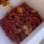 Tha Jones Enterprise