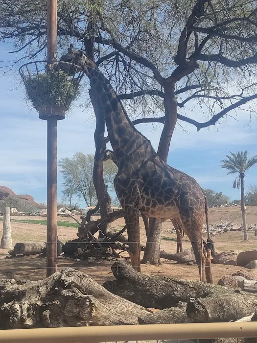 Savanna Grill at Phoenix Zoo Picture 2