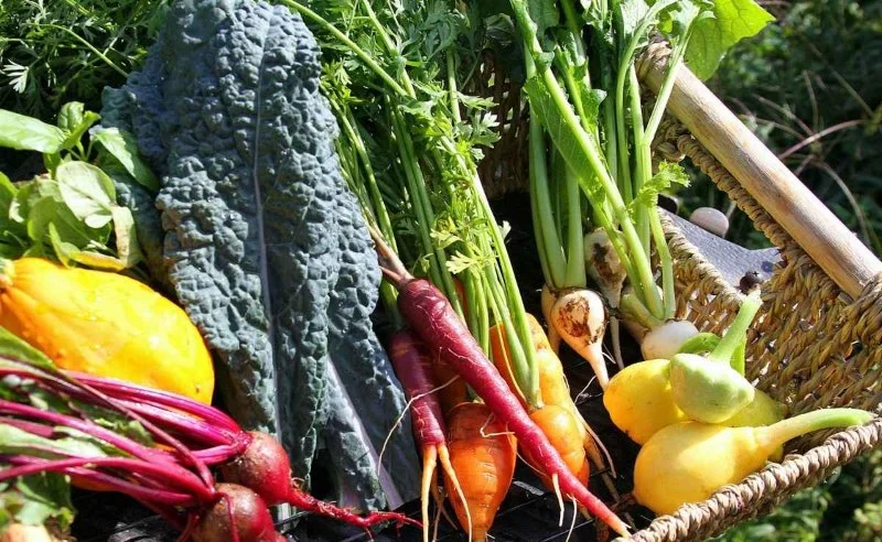 Why Farm-Fresh Ingredients Make Restaurant Food Better